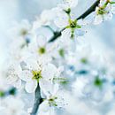 Spring blossom von Anouschka Hendriks Miniaturansicht