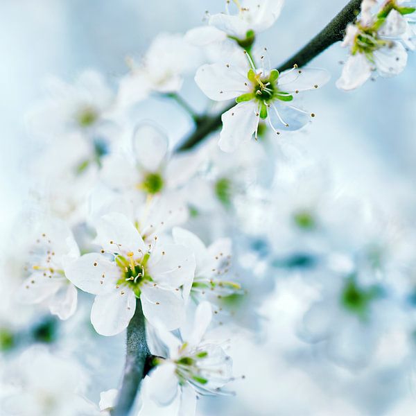 Spring blossom par Anouschka Hendriks