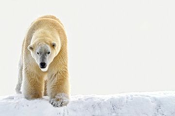 ijsbeer in de sneeuw.