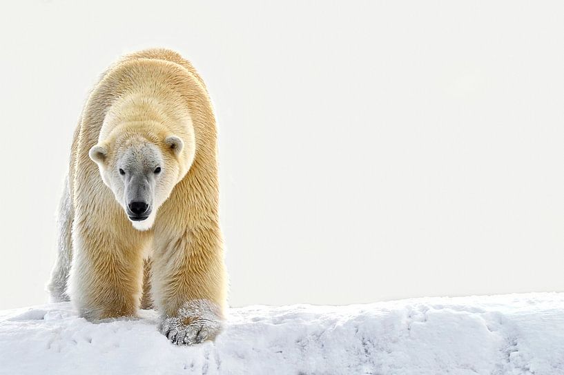 polar bear in the snow. by Tilly Meijer