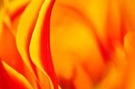 Tulip by Elles Rijsdijk thumbnail