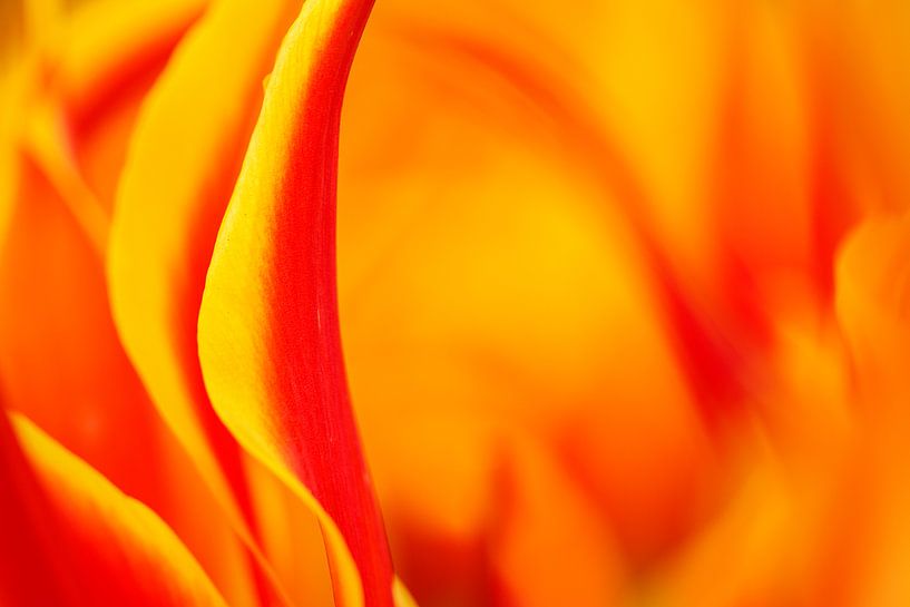 Tulip by Elles Rijsdijk