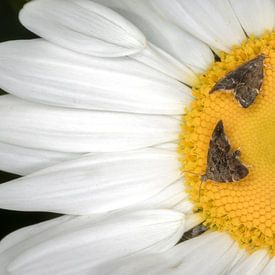 Daisy with nettle moths by Jan van der Knaap