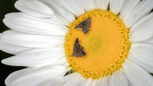 Daisy with nettle moths