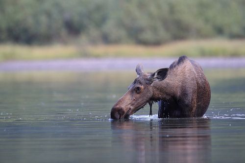 Elandkoe die waterplanten eet in het Glacier Nationaal Park in Montana, VS