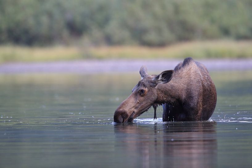 Elchkuh beim fressen von Wasserplanzen  im See  Glacier National Park in Montana, USA von Frank Fichtmüller