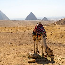 Un chameau dans le désert près des pyramides de Gizeh en été sur Animaflora PicsStock