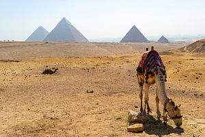 Kamel in der Wüste bei den Pyramiden von Gizeh im Sommer