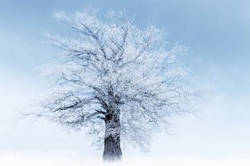 wintertree van Fotografie & Digital Art von Margit Lisa Roeder