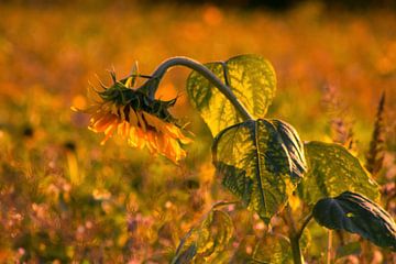 Zonnebloem in het avondlicht van Renate Dohr