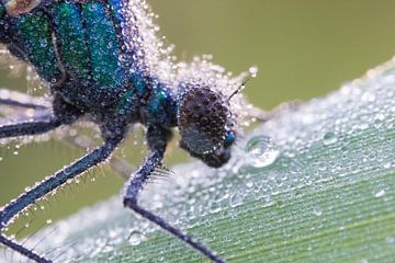 Banded Demoiselle with drops in the eye by Francois Debets