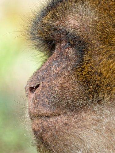 portrait en gros plan d'un singe de Barbarie mâle sur BHotography