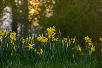 Yellow Narcissus at Sunset