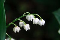  Lily of the Valley