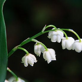  Lily of the Valley sur Jim van Iterson