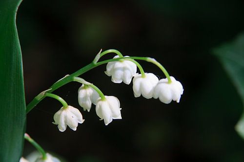 Muguet de la vallée