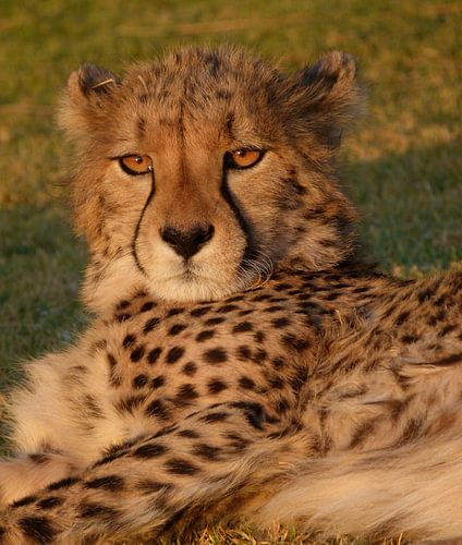 Lekker lui! von Marion van Kints