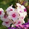 Roze bloem met insect van Lotte Veldt
