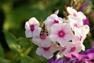 Roze bloem met insect van Lotte Veldt thumbnail