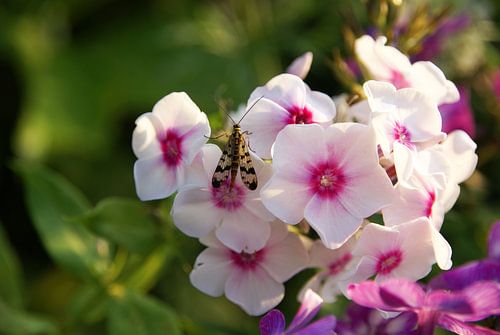 Roze bloem met insect van Lotte Veldt