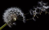 uitgebloeide paardebloem in de wind
