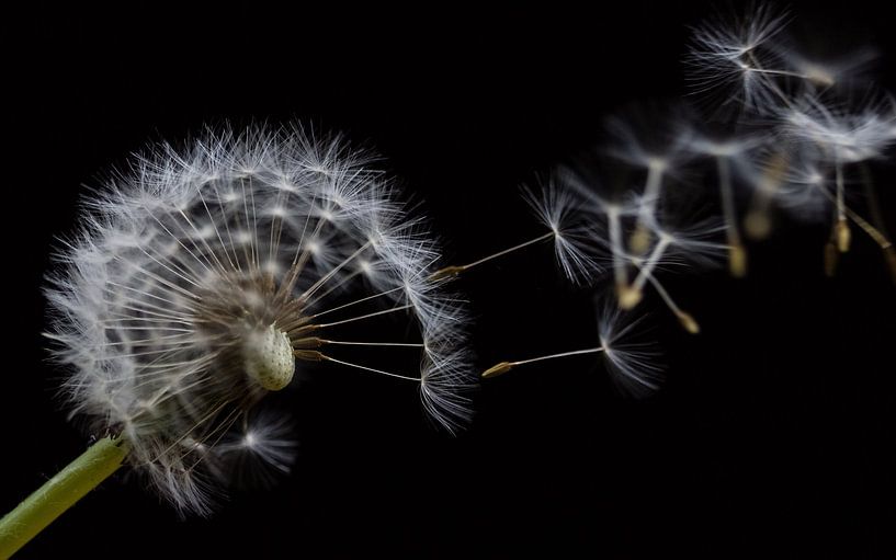 hawkbit in the wind losing seeds by Eddie Meijer