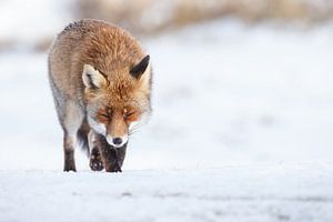 Vos lopend over de sneeuw