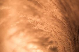 Goldene Feder von Linda Hanzen