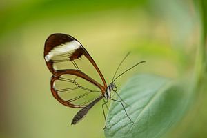papillon de verre