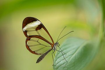 glasvleugel vlinder