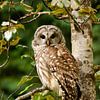 Tawny owl in the forest by Marianne Ottemann - OTTI