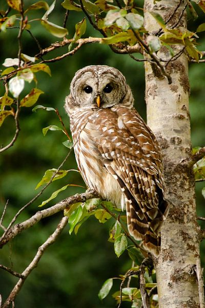 Chouette hulotte dans la forêt par Marianne Ottemann - OTTI