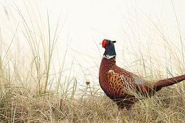 Fasan von Sander Miedema