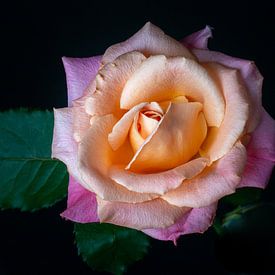 Die Rose von Pieter Heres