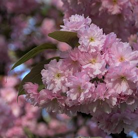 Bloeiende prunusboom sur Ton Reijnaerdts