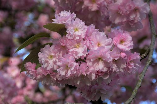 Bloeiende prunusboom