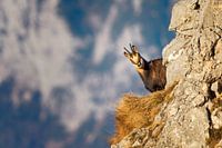 Gämse  in den Alpen