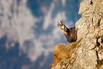 Chamois in the Alps by Dieter Meyrl