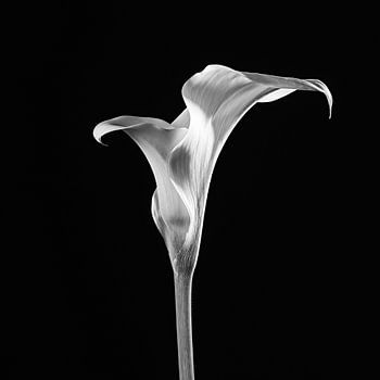 Pure - Fleurs monochromes