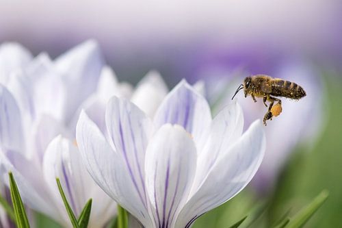 Bijtje in de vlucht.