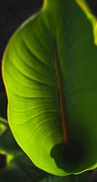 banana leaf