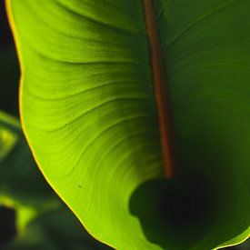banana leaf von Jibbe Vloedgraven
