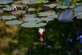 Picturesque water lily pond by Thomas Jäger