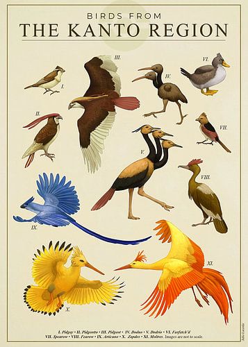 Vogels van Kanto van Steven Kingsbury