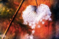 Anemone heart by Nicc Koch thumbnail