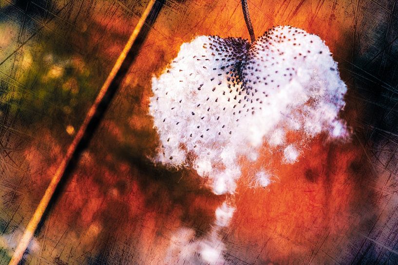 Anemone heart by Nicc Koch