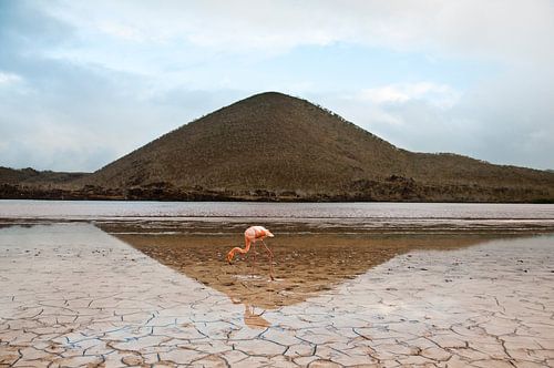 Flamingo in Floreana Galapagos