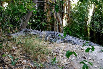 Krokodil Okavango Delta van Merijn Loch