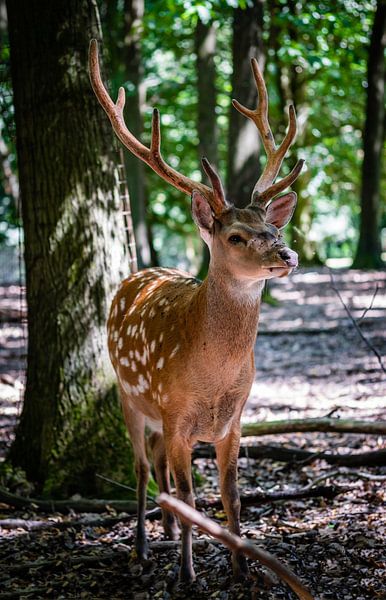 Deer standing with pride in the forest by Heleen Pennings