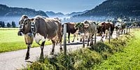 Unter Beobachtung Panoramaformat